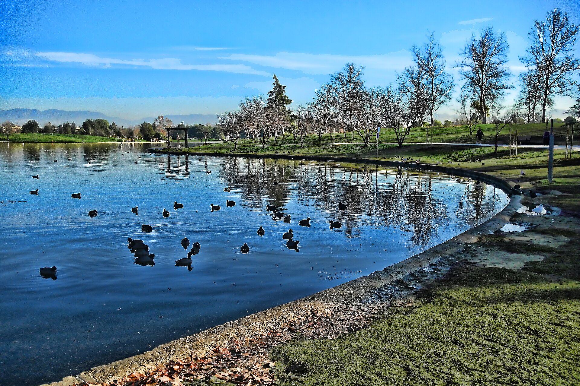 Coots on the water at Lake Balboa, with the park path and the hills beyond