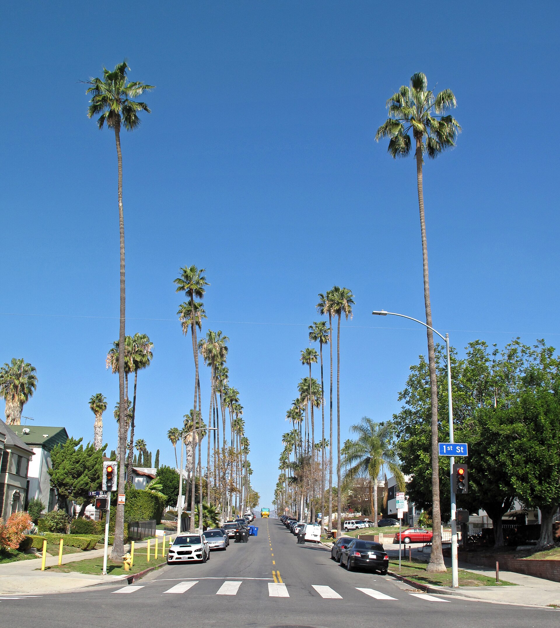 Mexican fan palms line both sides of Catalina Avenue north of 1st Street in Koreatown, Los Angeles